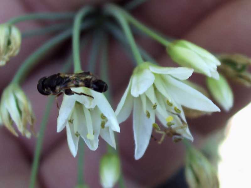 che Allium � ? no, Nothoscordum sp.